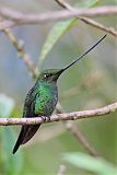 Sword-billed Hummingbirdborder=